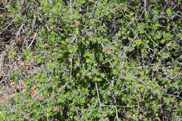 Littleleaf Sumac, Desert Sumac or Scrub Sumac is a native shrub or small tree that grows up to 15 feet or so and prefers elevations from 1,000 to 6,500 across its southwestern United States range. Rhus microphylla 